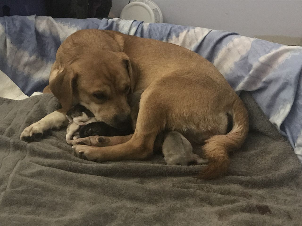 Operation Paws for Homes - Miss Lyndz2.jpeg